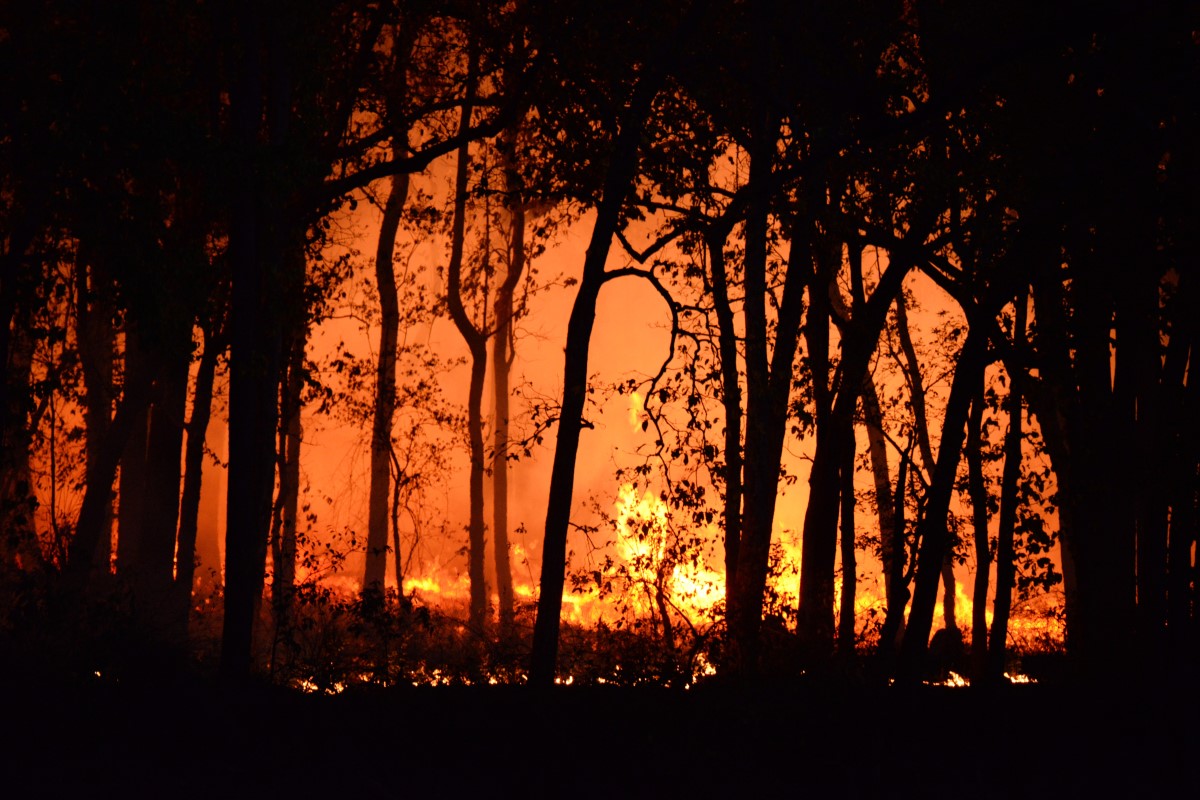 Imagen de incendio de un bosque