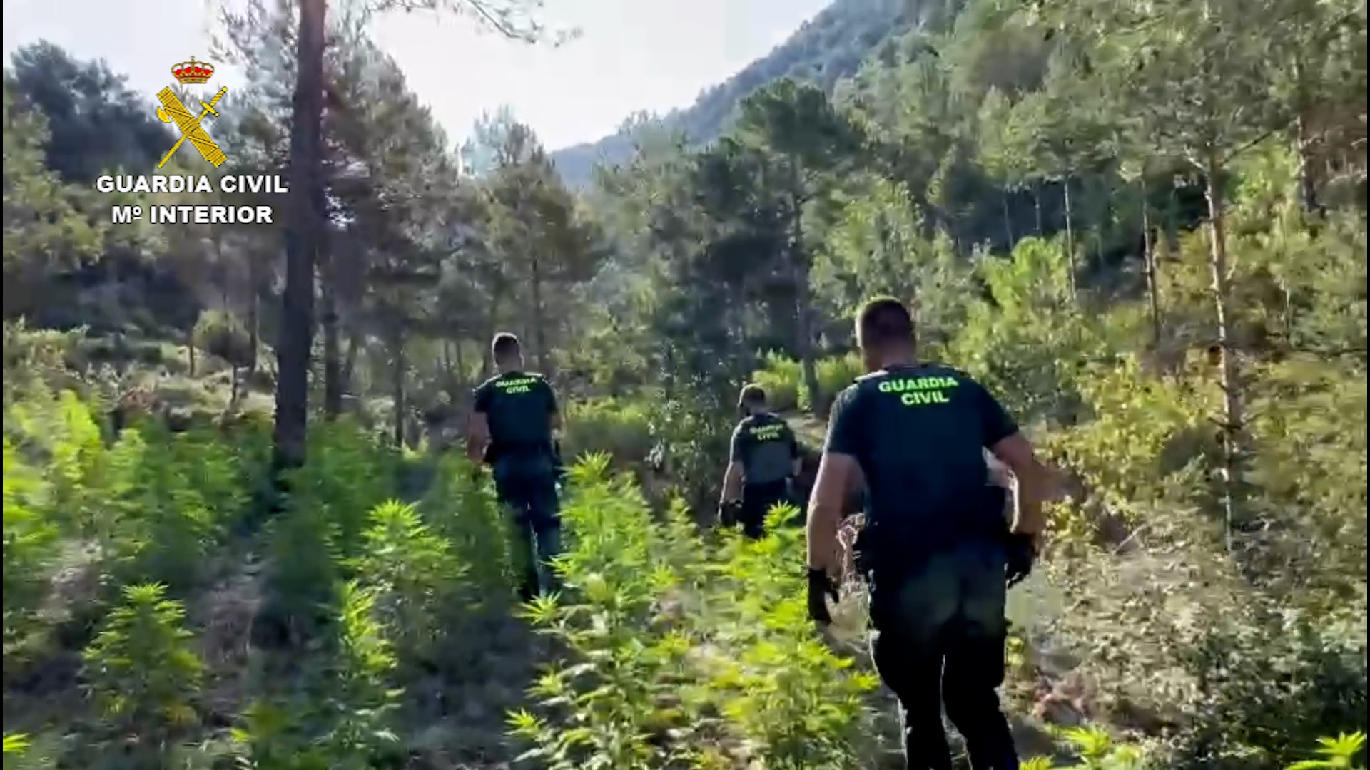 Detenidas 10 personas por cultivar más de 44 toneladas de marihuana en el Pirineo Aragonés