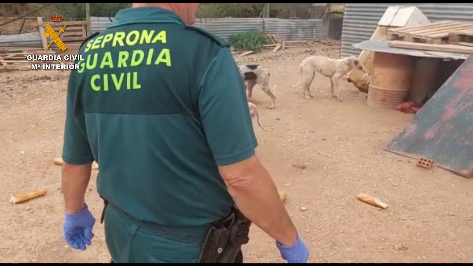 Investigada una persona por maltratar a 16 perros en la Merindad de Tudela