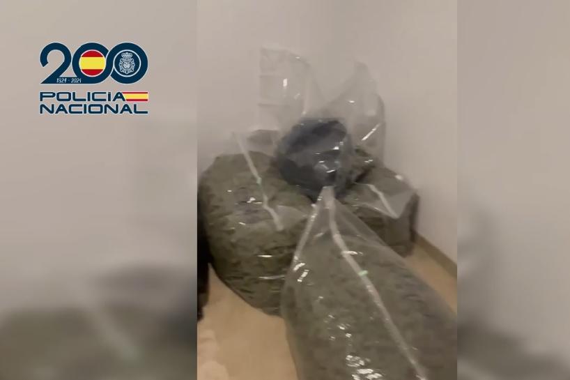 Marihuana incautados en uno de los domicilios registrados en la operación Prima contra venta de droga en Granada