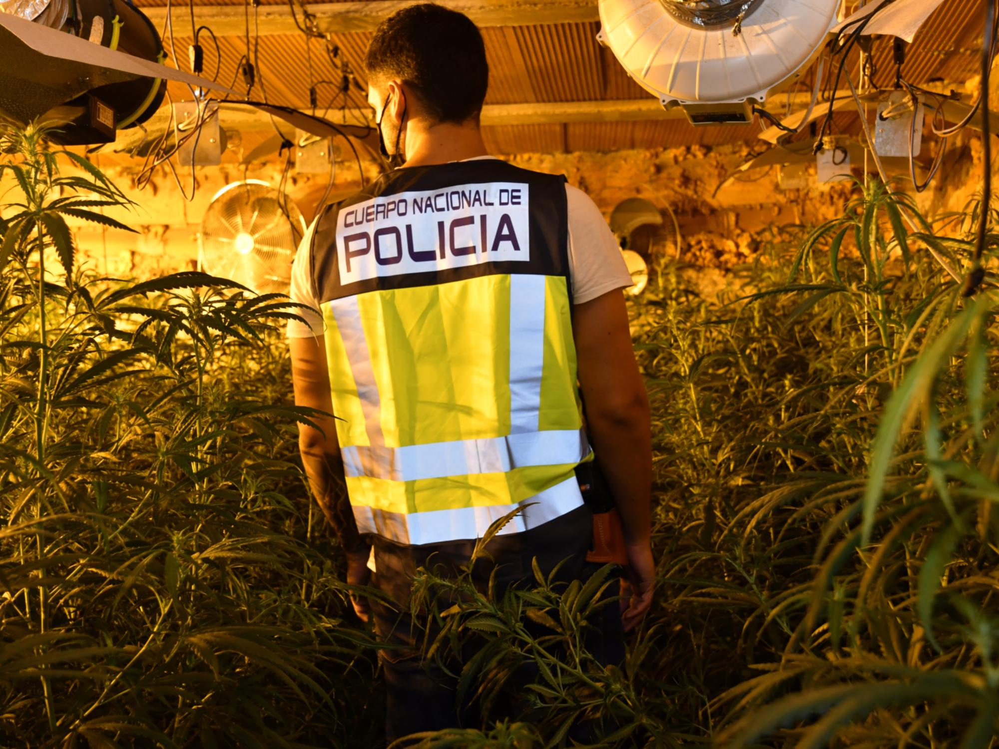Un agente de la Policía nacional en un invernadero de droga