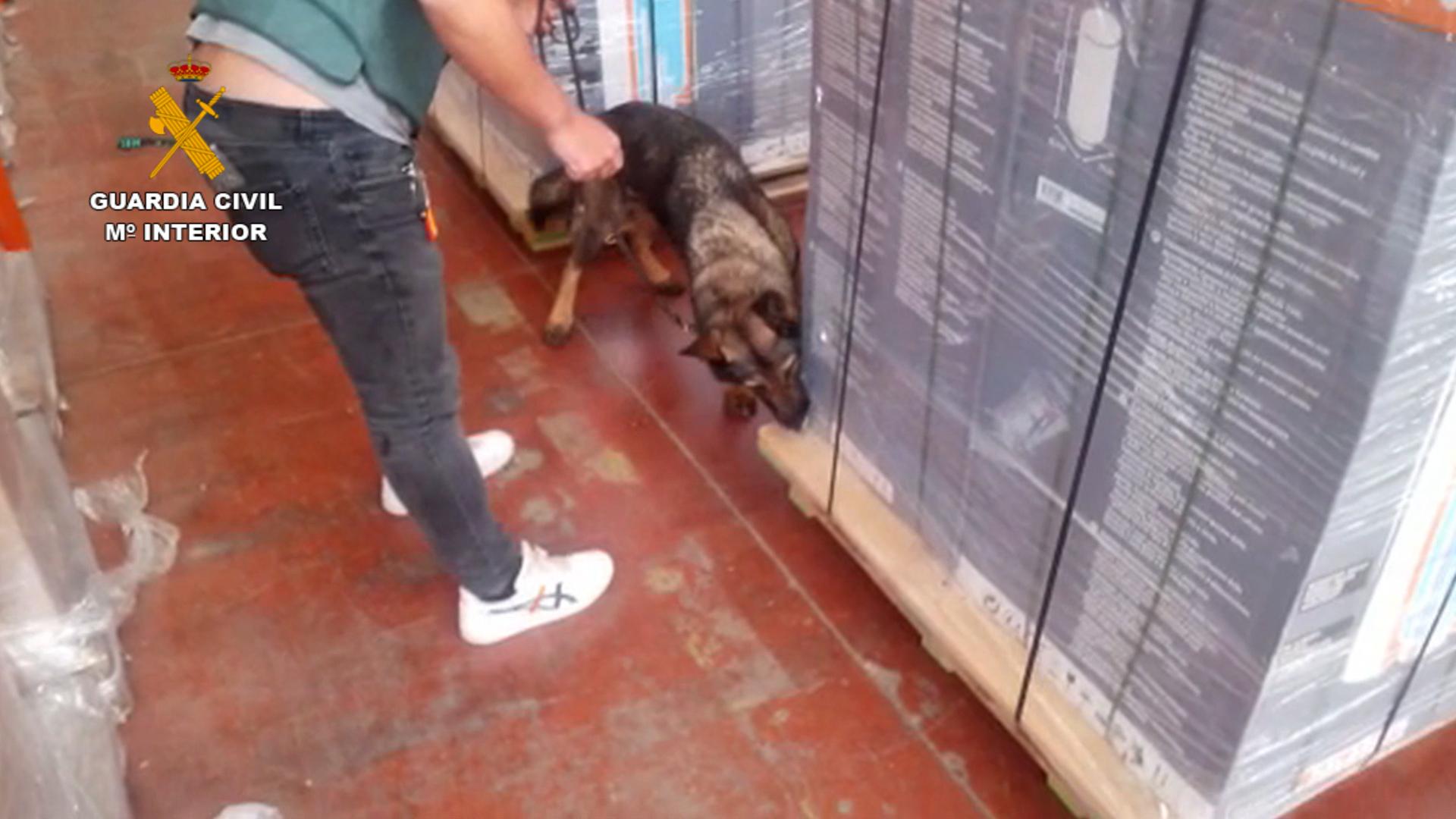 Un perro de la unidad canina de la Guardia Civil olfatea un contenedor en busca de droga