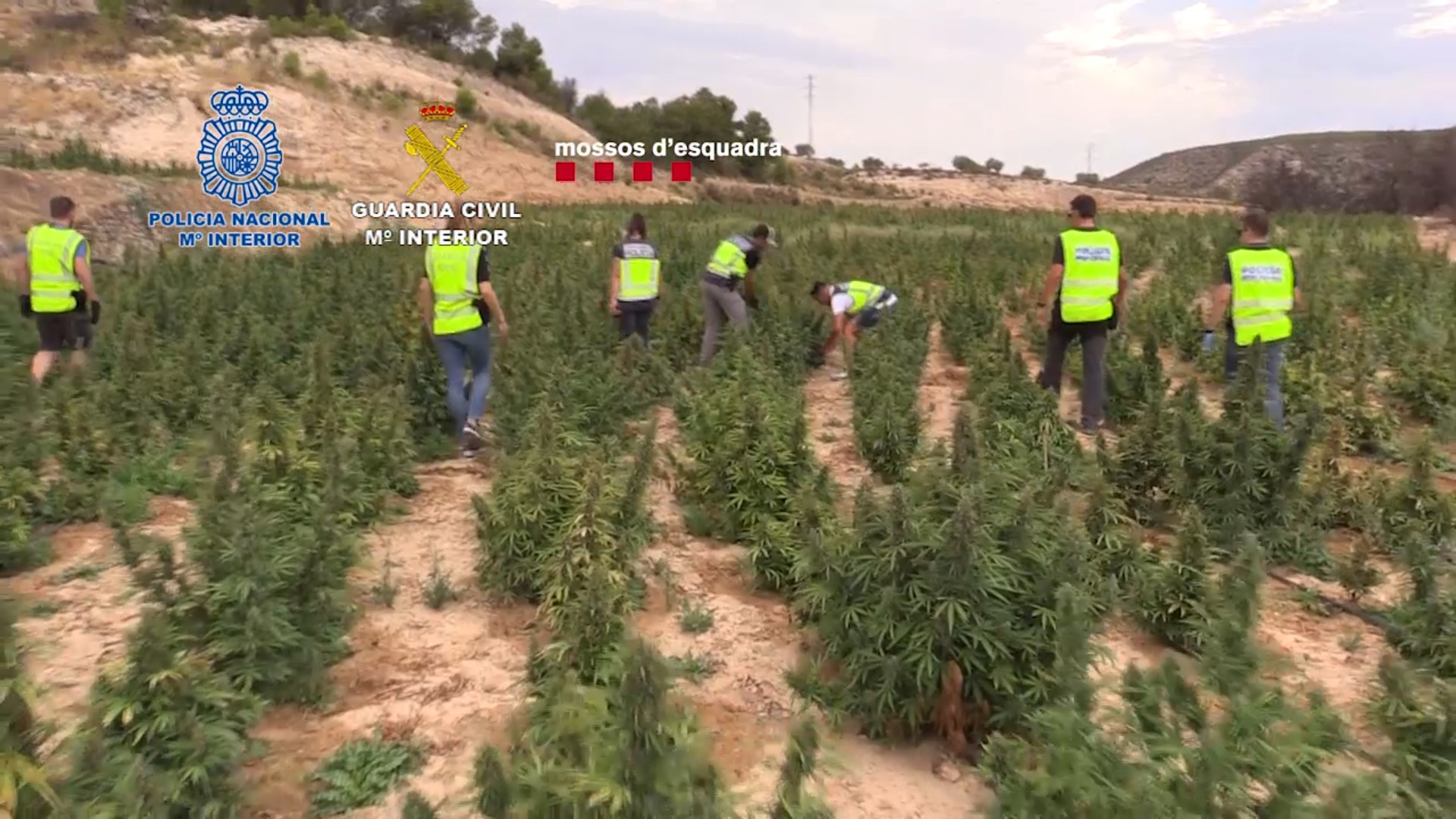 Incautadas más de 50 toneladas de marihuana al desmantelar ocho plantaciones en dos provincias catalanas