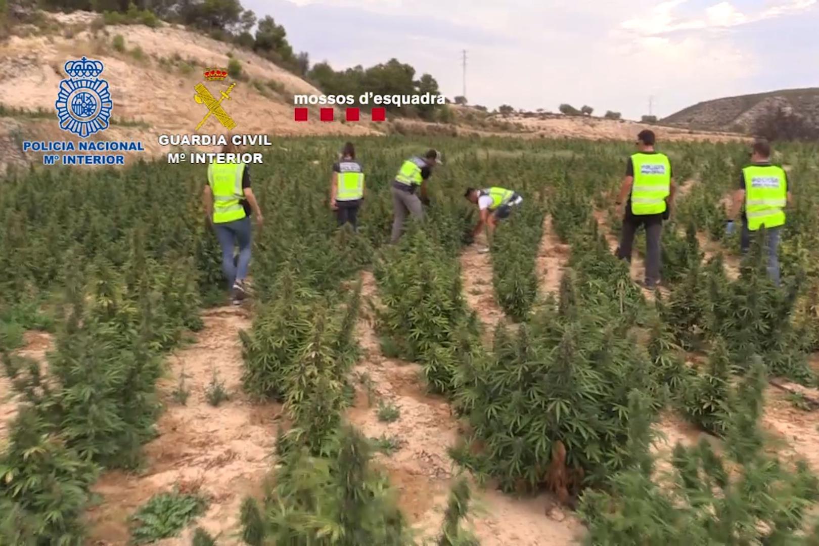 Agentes de la Guardia Civil entre las plantaciones de marihuana desmanteladas en la operación conjunta Vikin IV