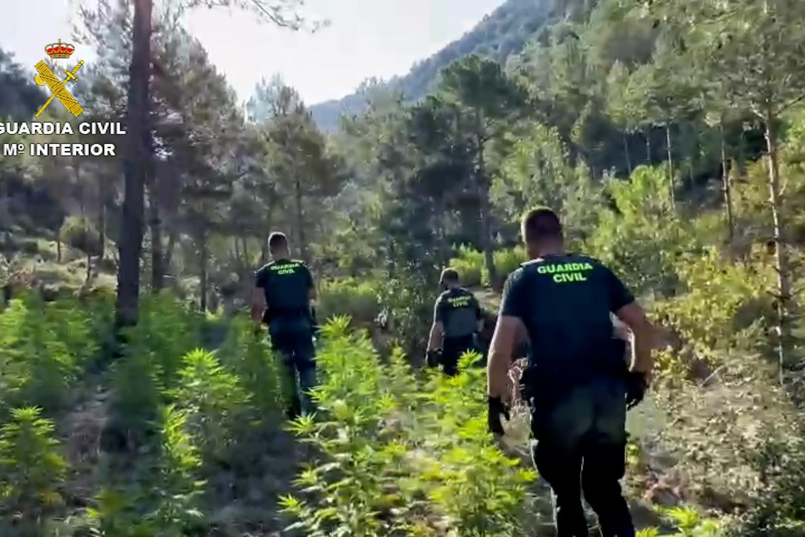 Agentes de la guardia civil en zona boscoso del Pirineo Aragonés donde descubrieron varias plantaciones de marihuana