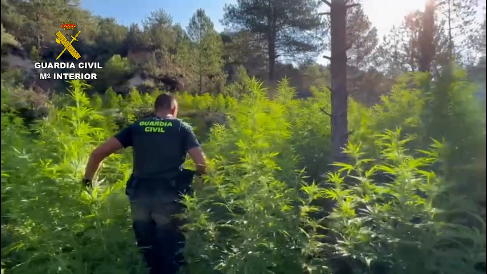 La Guardia Civil detiene a 10 personas por cultivar más de 44 toneladas de marihuana
