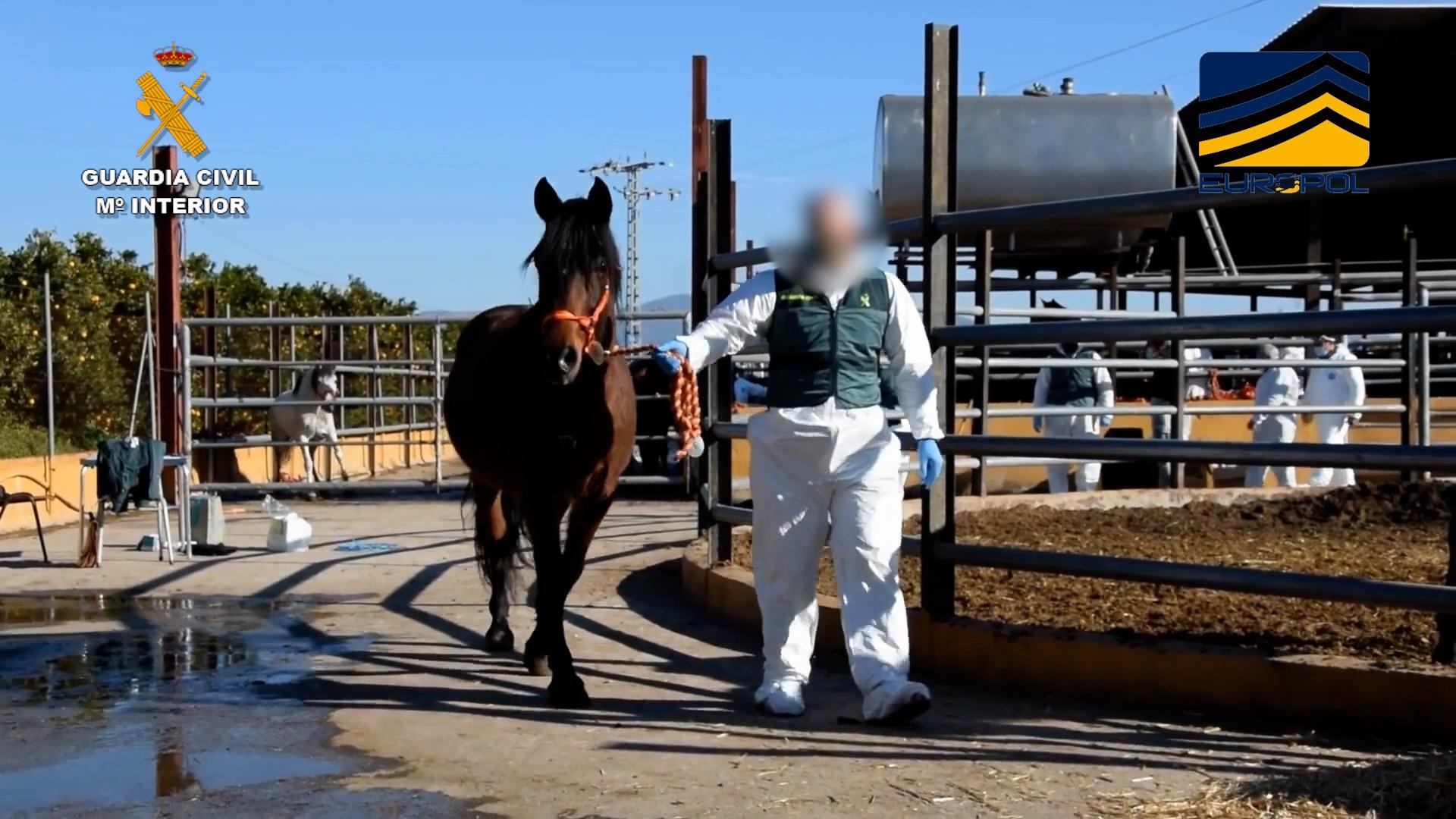 Agente de la guardia civil con un de los caballos requisados en la operación