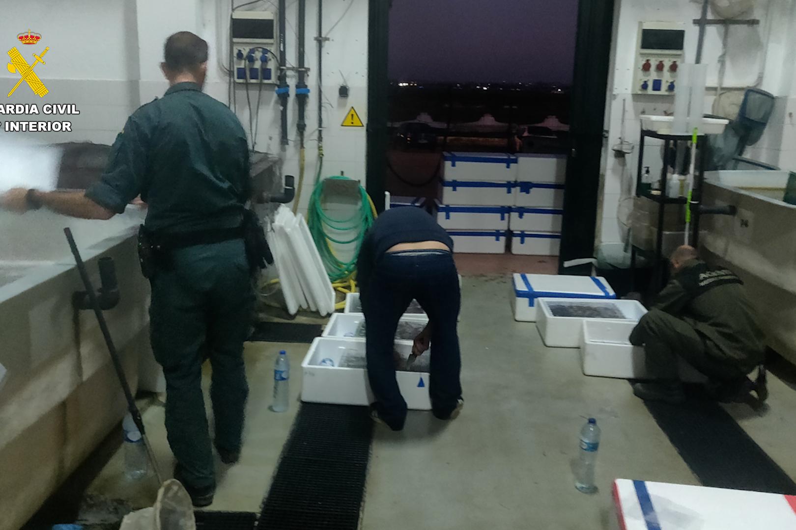 Imagen de los agentes de la guardia civil inspeccionan las cajas isotérmicas donde encontraron las angulas