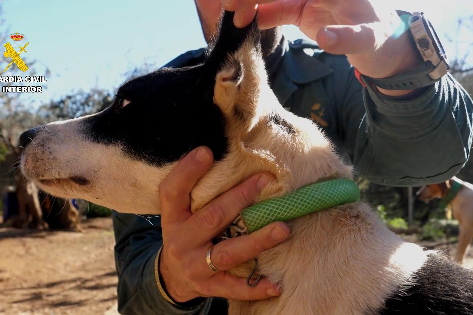 Agente se la Guardia Civil inspecciona y fotogarfía deperfil el largo de la oreja de un perro como prueba de su mutilación