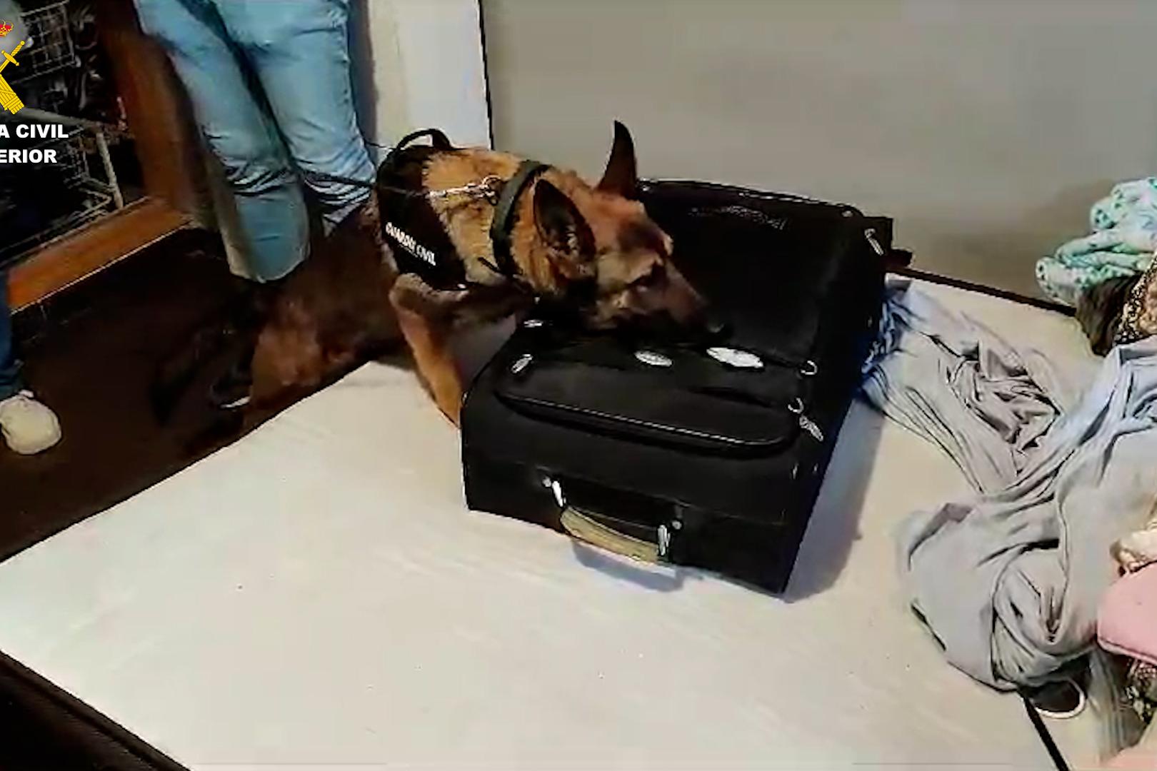 Agente canino registrando un domicilio durante las detenciones de miembros de Trinitarios