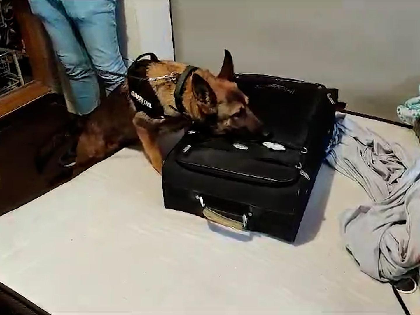 Agente canino registrando un domicilio durante las detenciones de miembros de Trinitarios