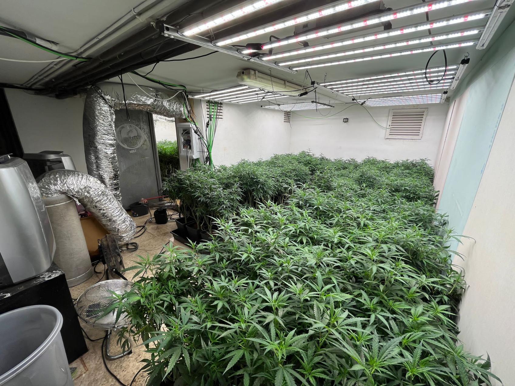 La Policía Nacional desmantela una plantación de marihuana instalada en un club de alterne abandonado
