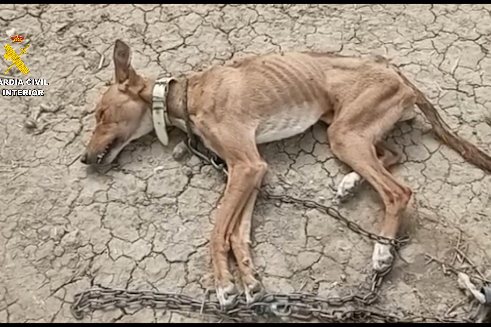 Uno de los perros rescatados por el SERPRONA en malas condiciones de desnutrición