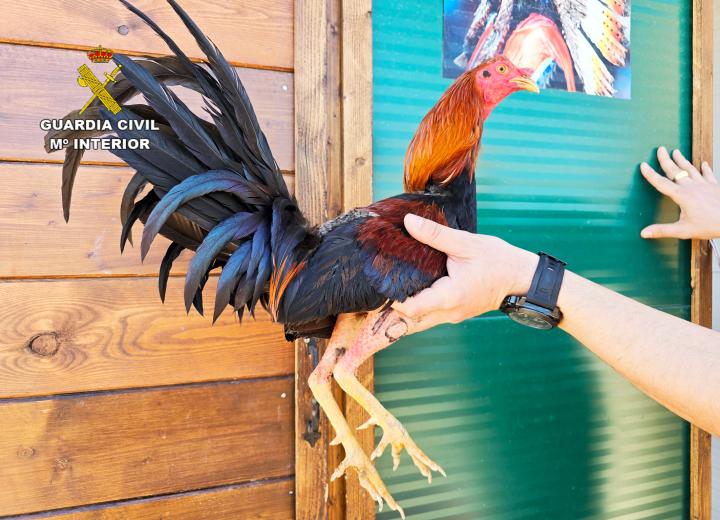 Imagen de uno de los gallos de la raza combatiente español utilizados para peleas ilegales de gallos